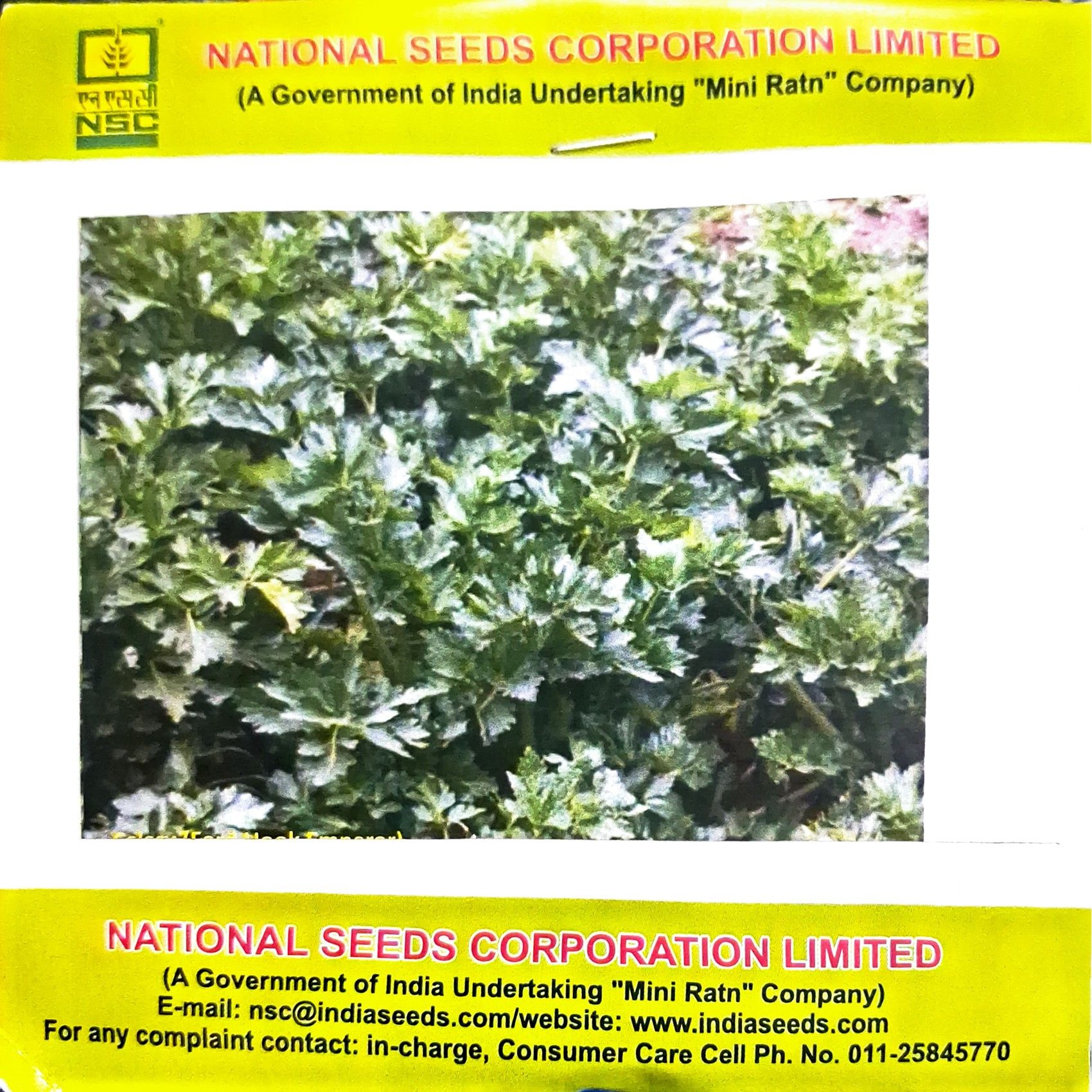 NSC Vegetable Seeds – Celery (Ford Hook Emperor Variety)