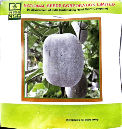 NSC Seeds – Ash Gourd (Kashi Dhawal Variety)