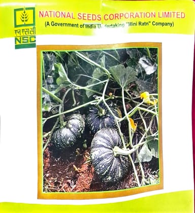 NSC Seeds – Pumpkin (Kashi Harit Variety)
