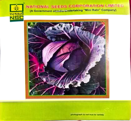 NSC Seeds – Cabbage (Pusa Red Cabbage Hybrid-1)