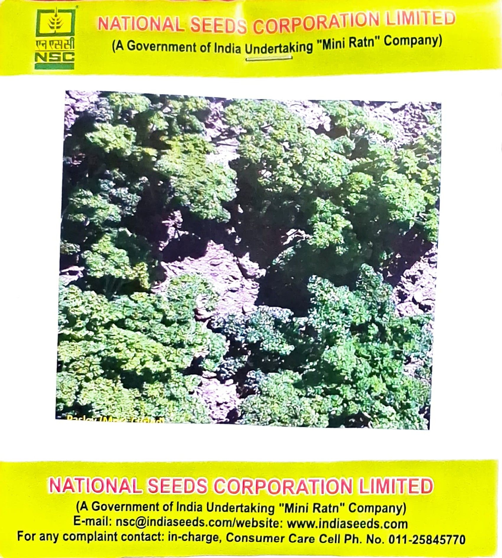 NSC Seeds – Parsley (Moss Curled) – TL