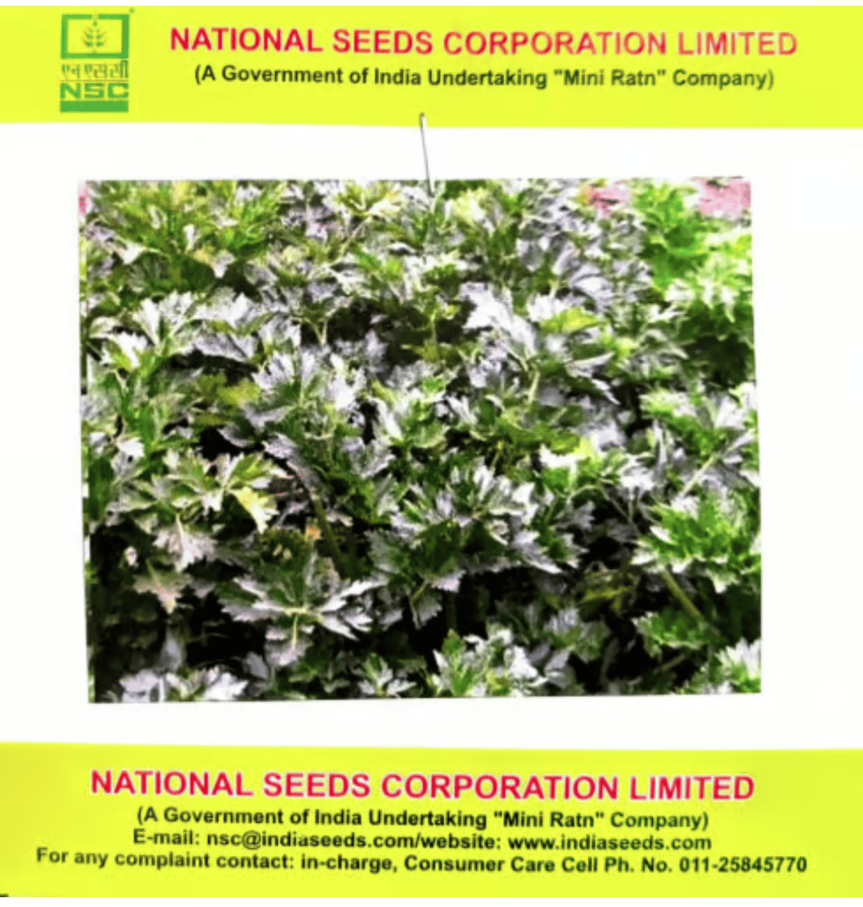 NSC Celery Seeds – Ford Hook Emperor (5 gms)