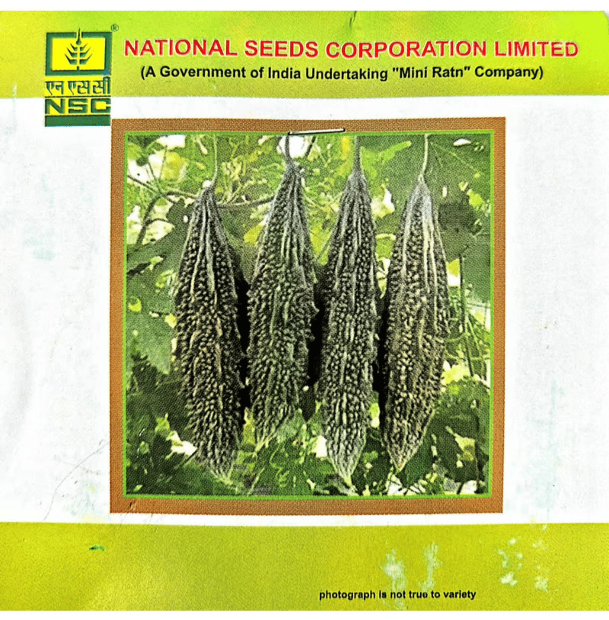 NSC – Cabbage Golden Acre (5 Gms Seeds)