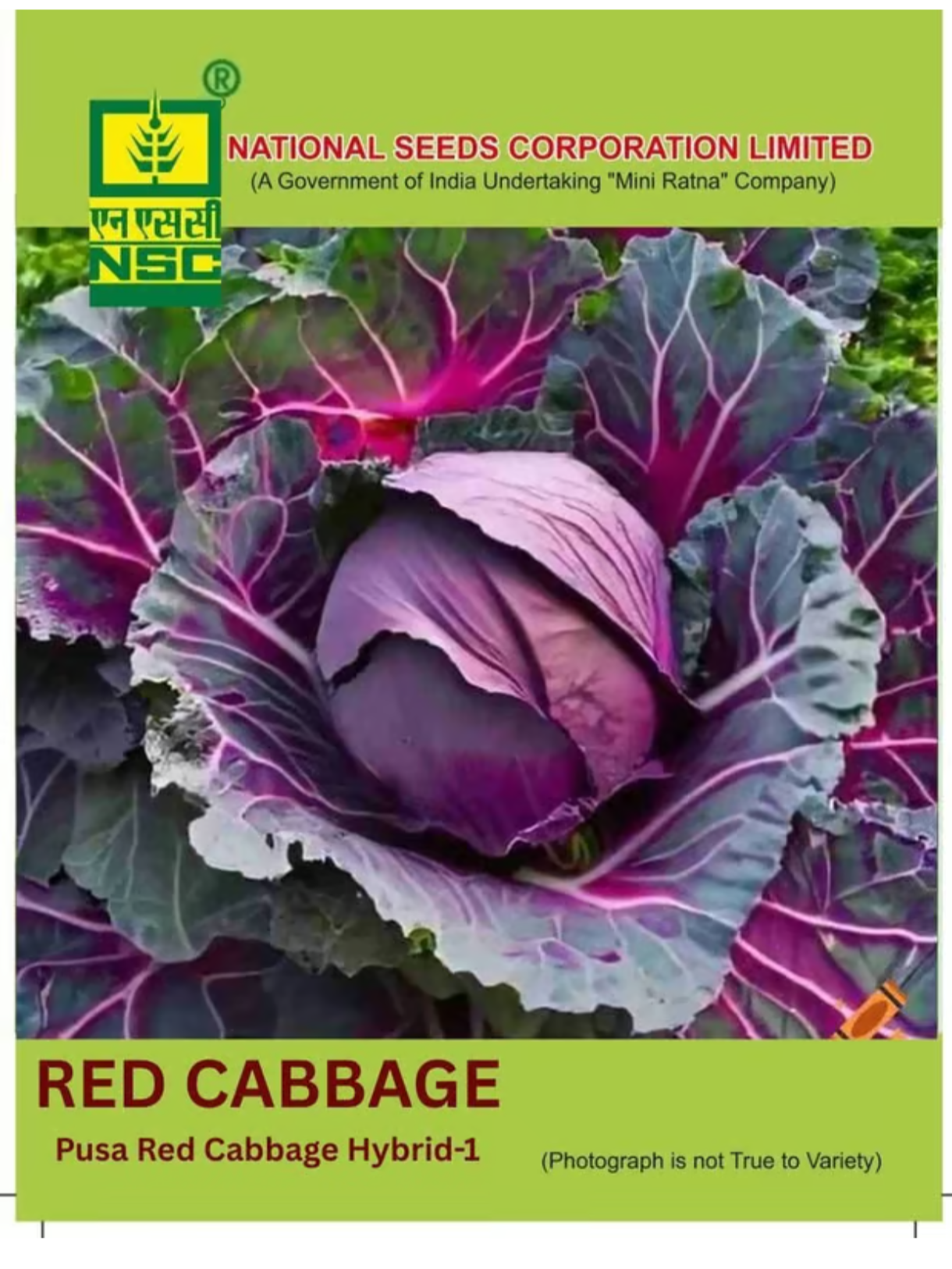 NSC – Pusa Red Cabbage Hybrid-1 (1 GM Seeds)