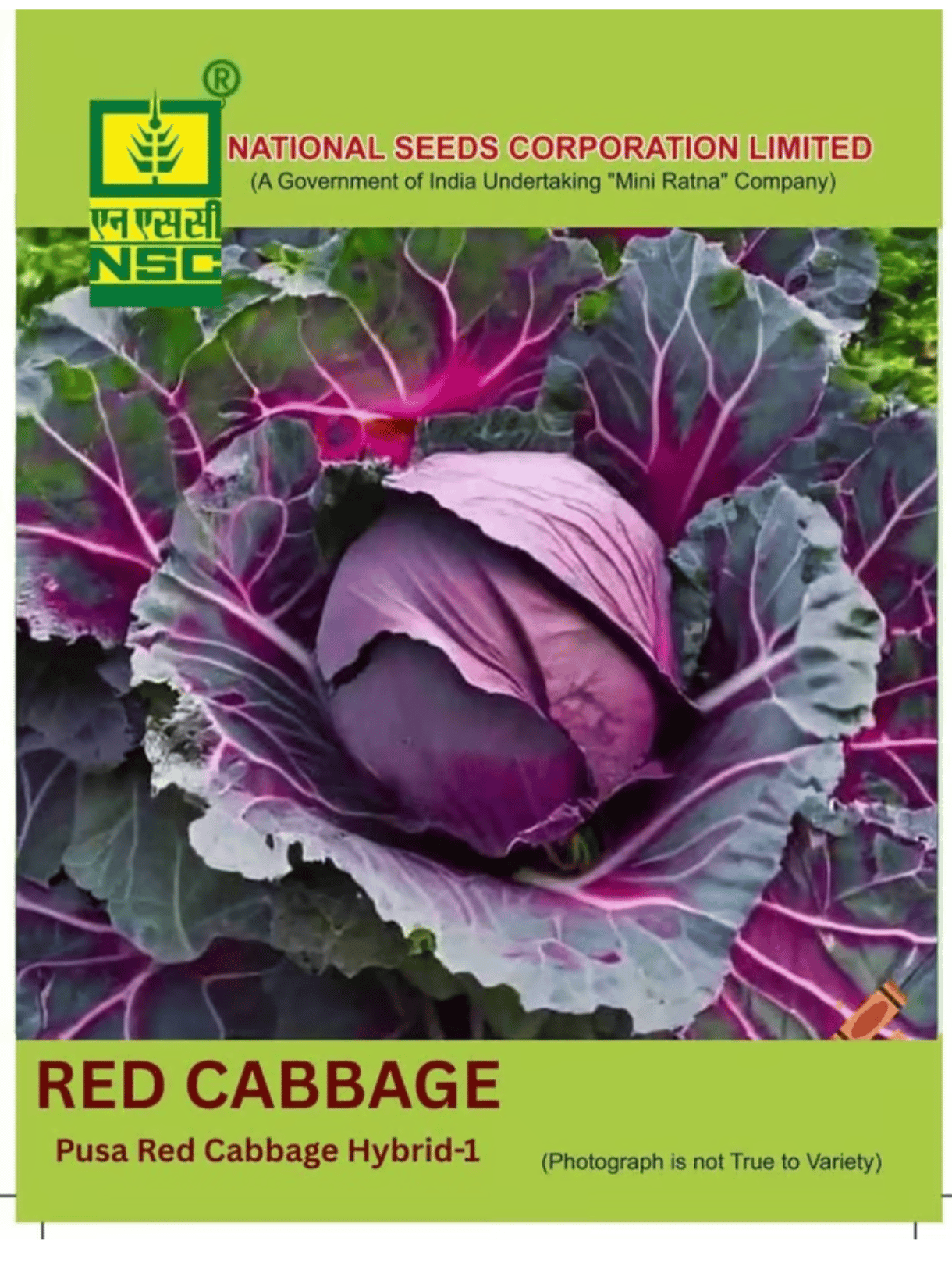 NSC – Pusa Red Cabbage Hybrid-1 (1 GM Seeds)