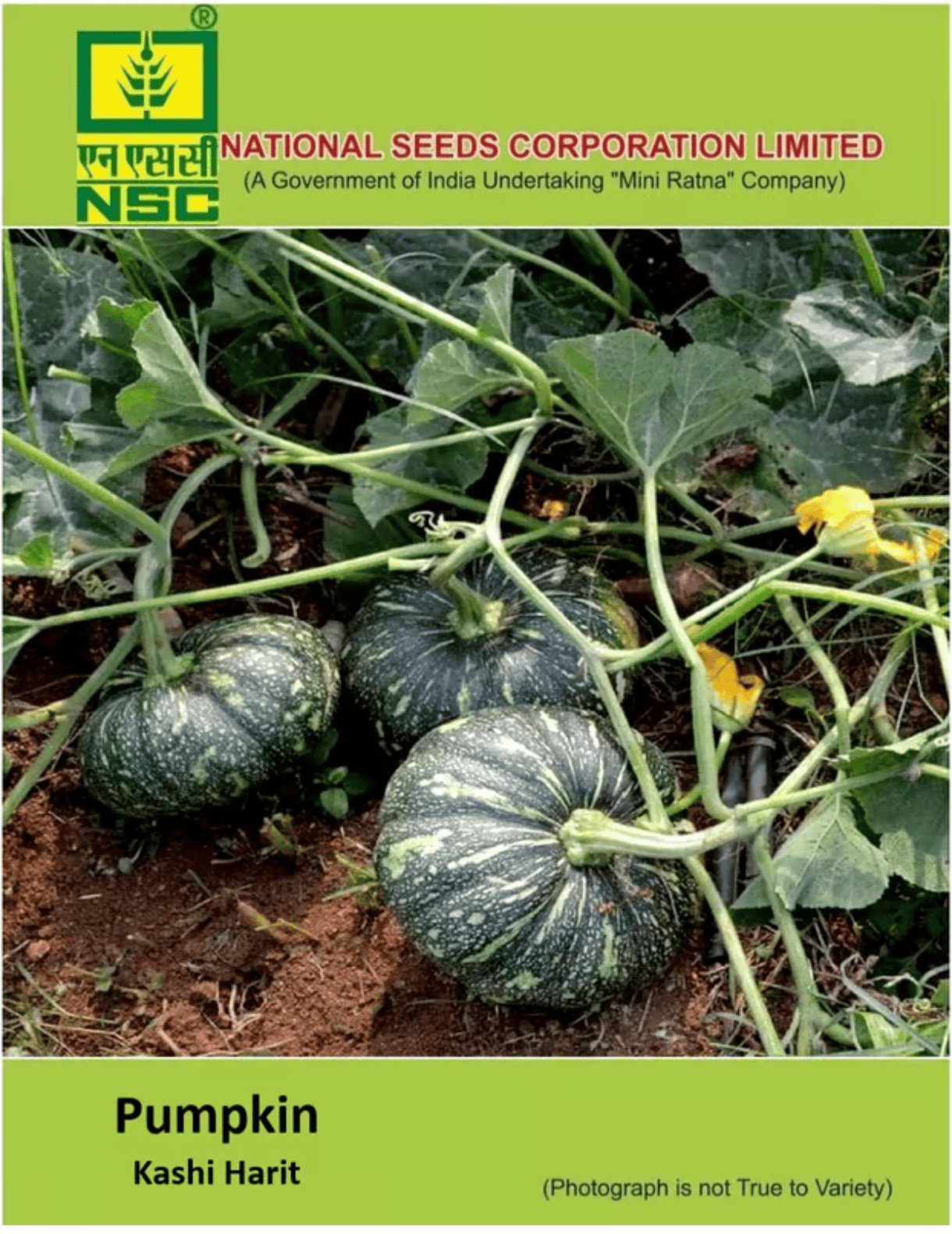 NSC – Pumpkin Kashi Harit (5 Gms Seeds)