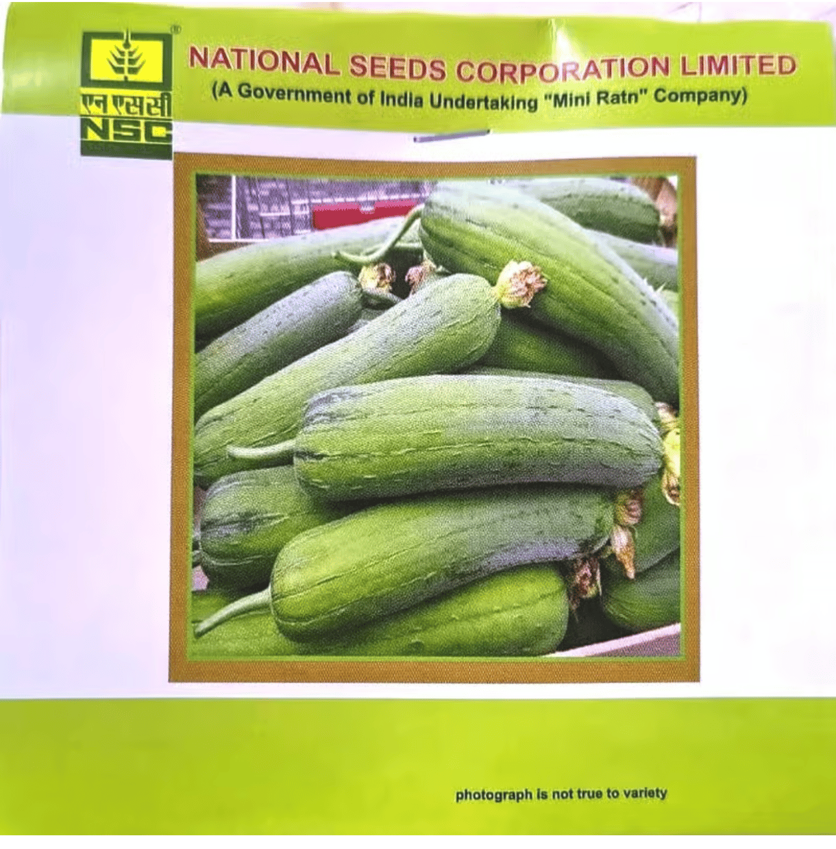 NSC Sponge Gourd, Kashi Shreya