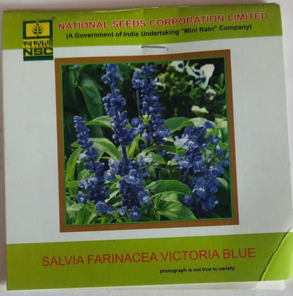 NSC Salvia Farinacea Victoria Blue Flower seed