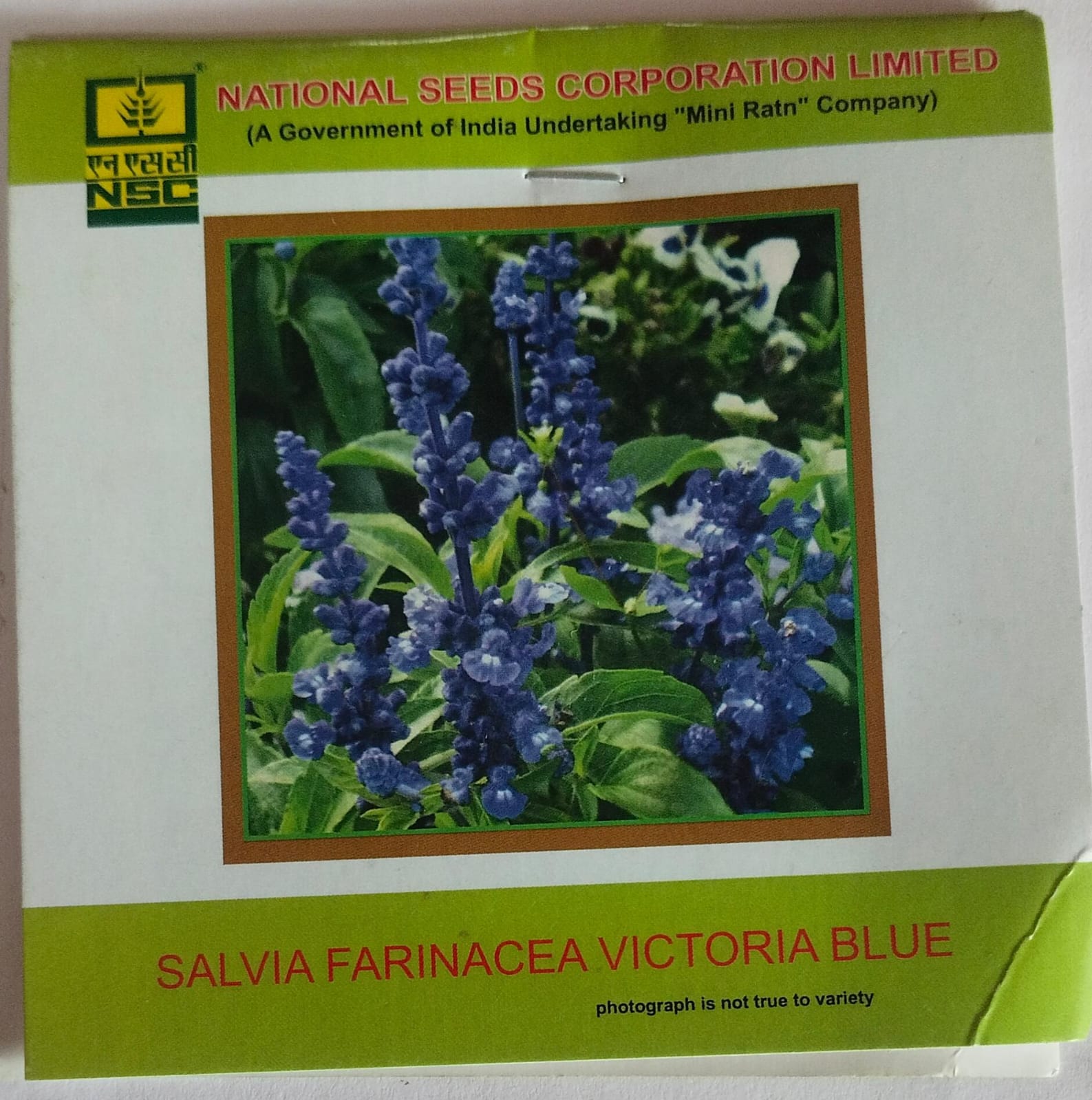NSC Salvia Farinacea Victoria Blue Flower seed
