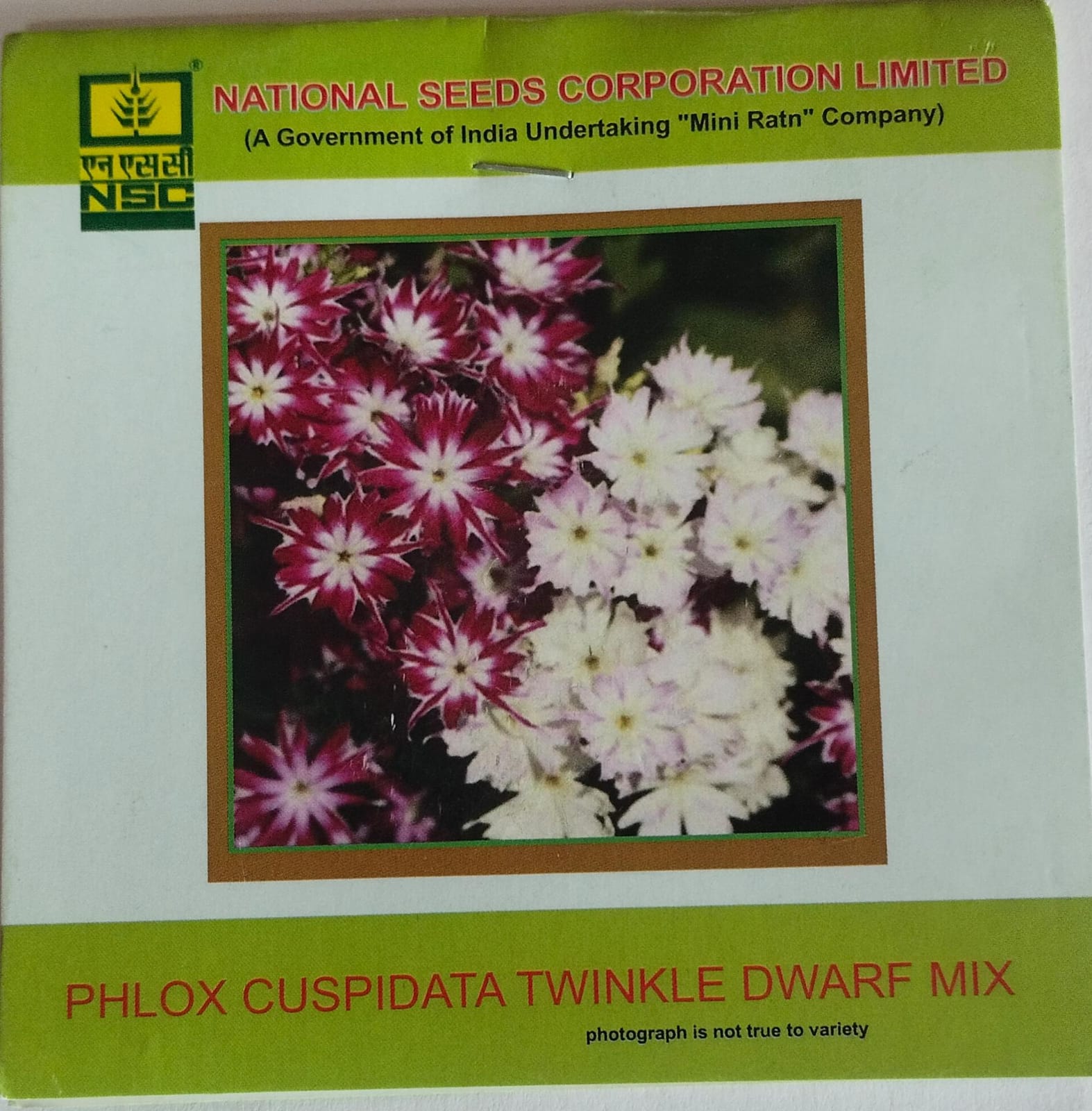 NSC Phlox cuspidata – Twinkle Dwarf Mix