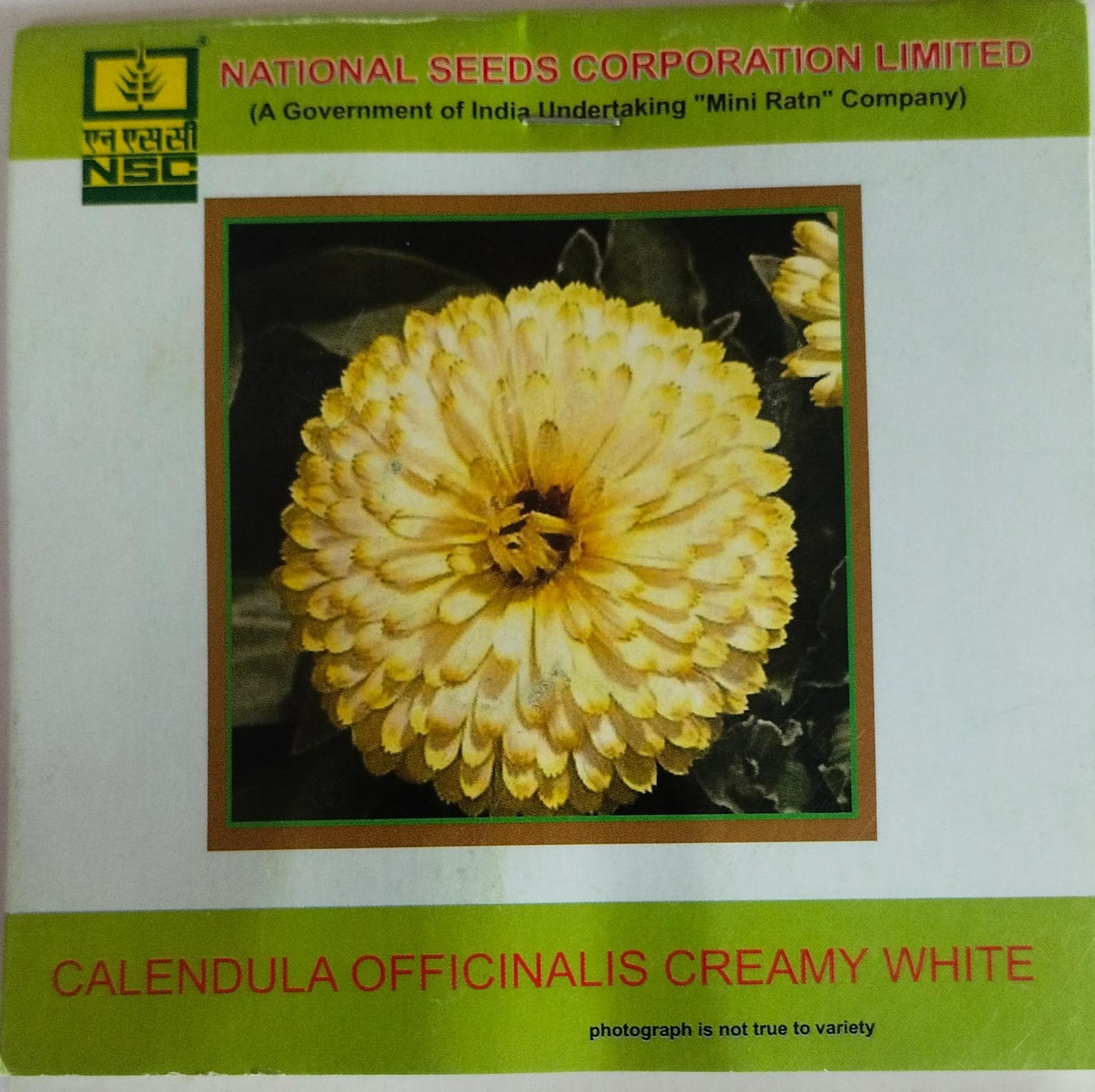 NSC Calendual Officinalis Creamy White Flower Seed