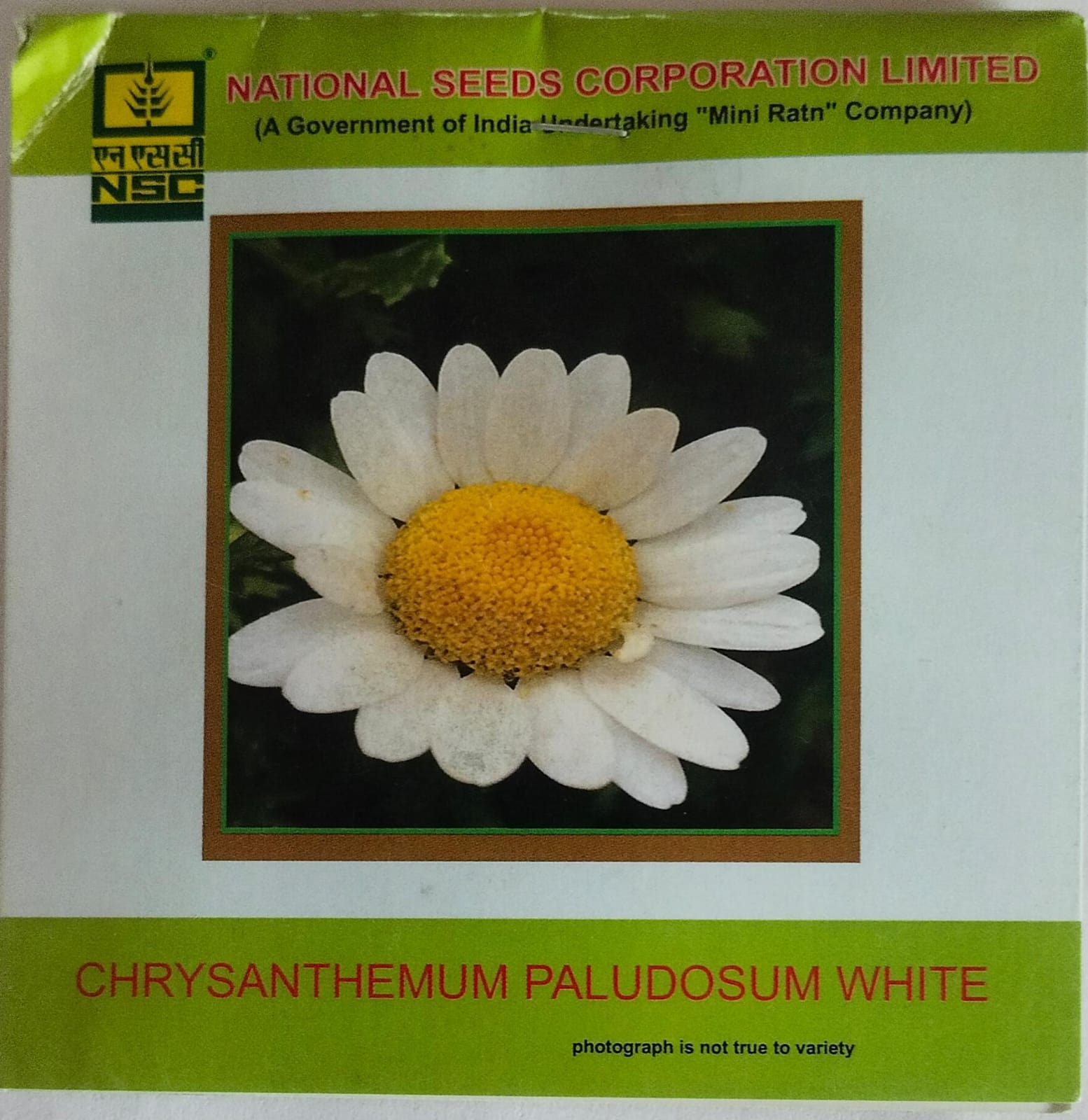 NSCV Chrysanthemum Paludosum White Flower Seed/TL