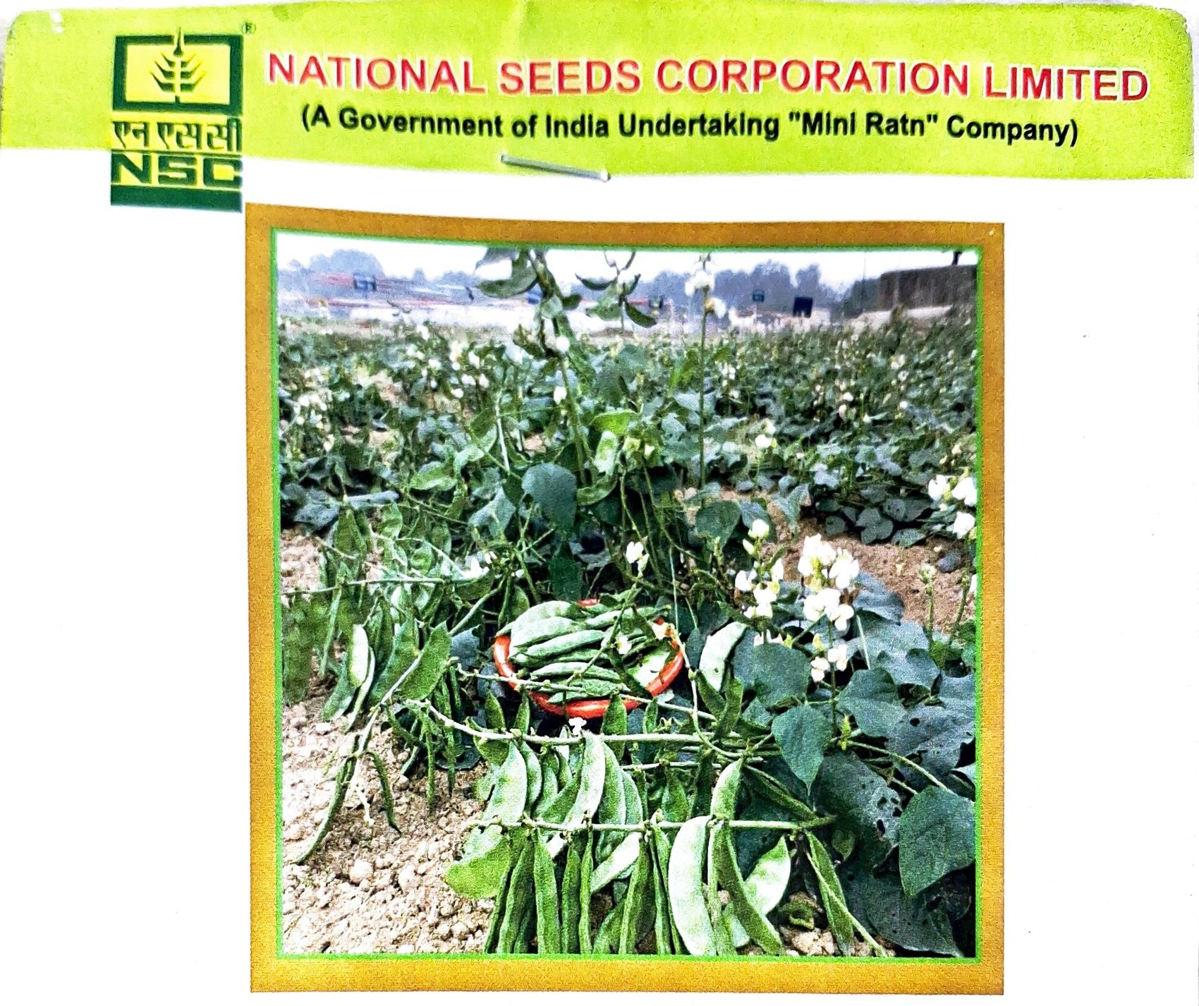NSC VEGETABLE- SEM -KASHI BAUNI VARIETY 207- TL