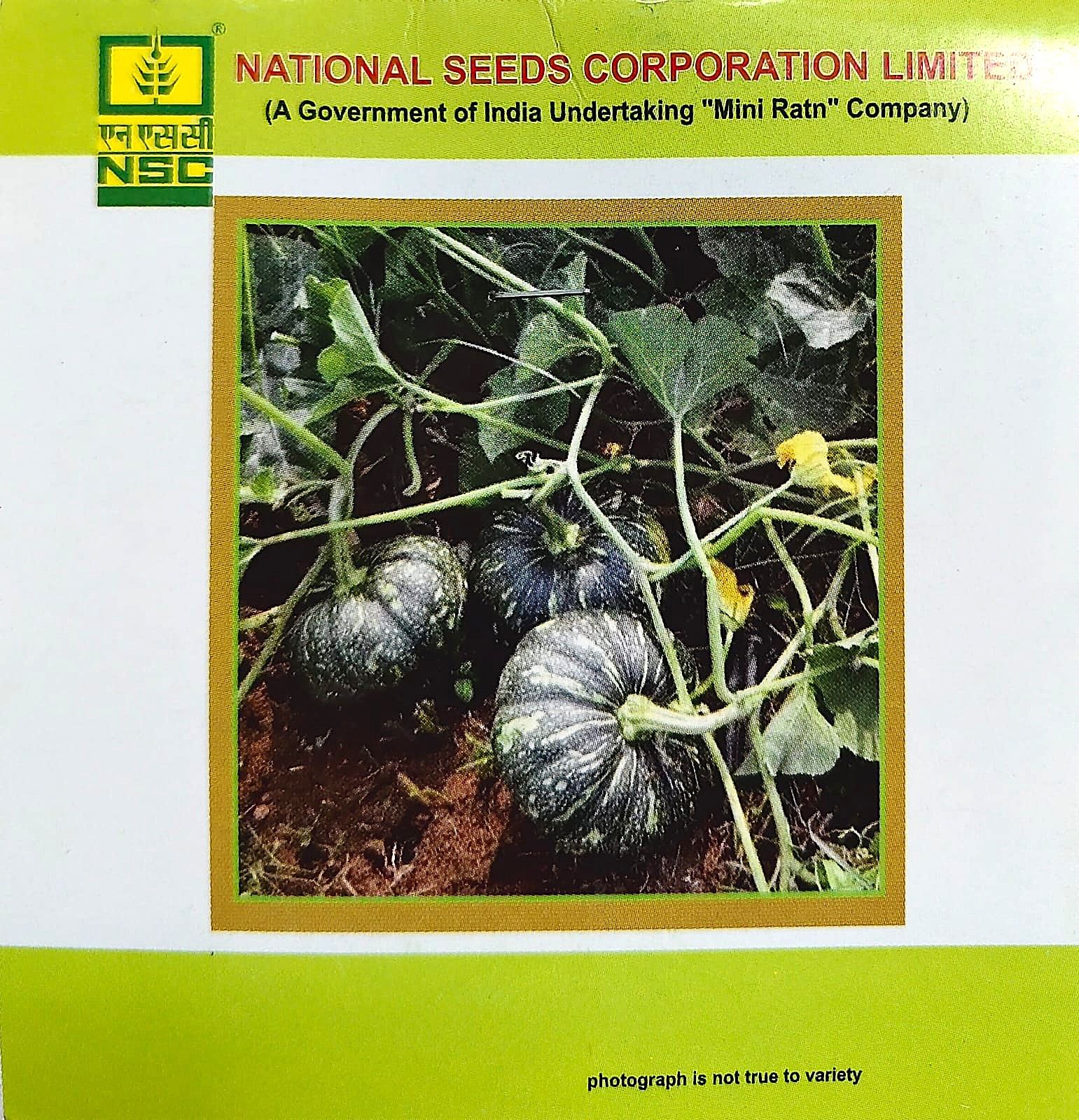 NSC Pumpkin Kashi Harit Seed
