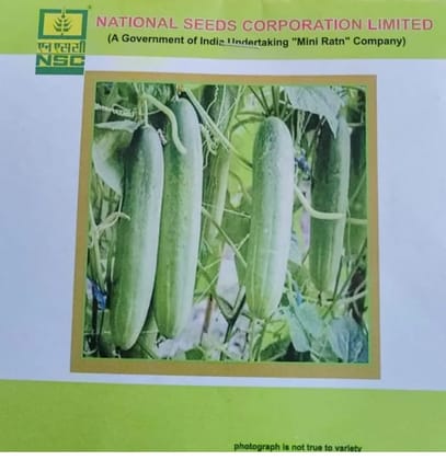 NSC Cucumber Kashi Nutan