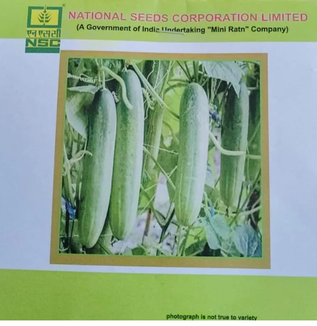 NSC Cucumber Kashi Nutan