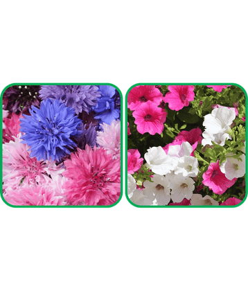 Aero Seeds Petunia Mix Color (50 Seeds) And Cornflower Mix Color (50 Seeds) Flower Seeds Pack