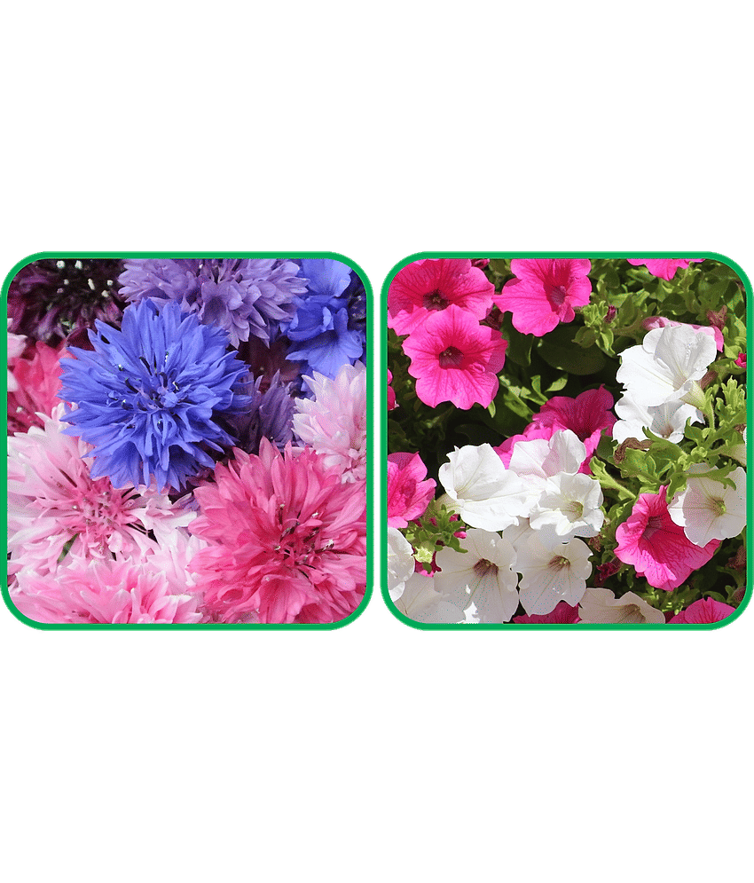 Aero Seeds Petunia Mix Color (50 Seeds) And Cornflower Mix Color (50 Seeds) Flower Seeds Pack