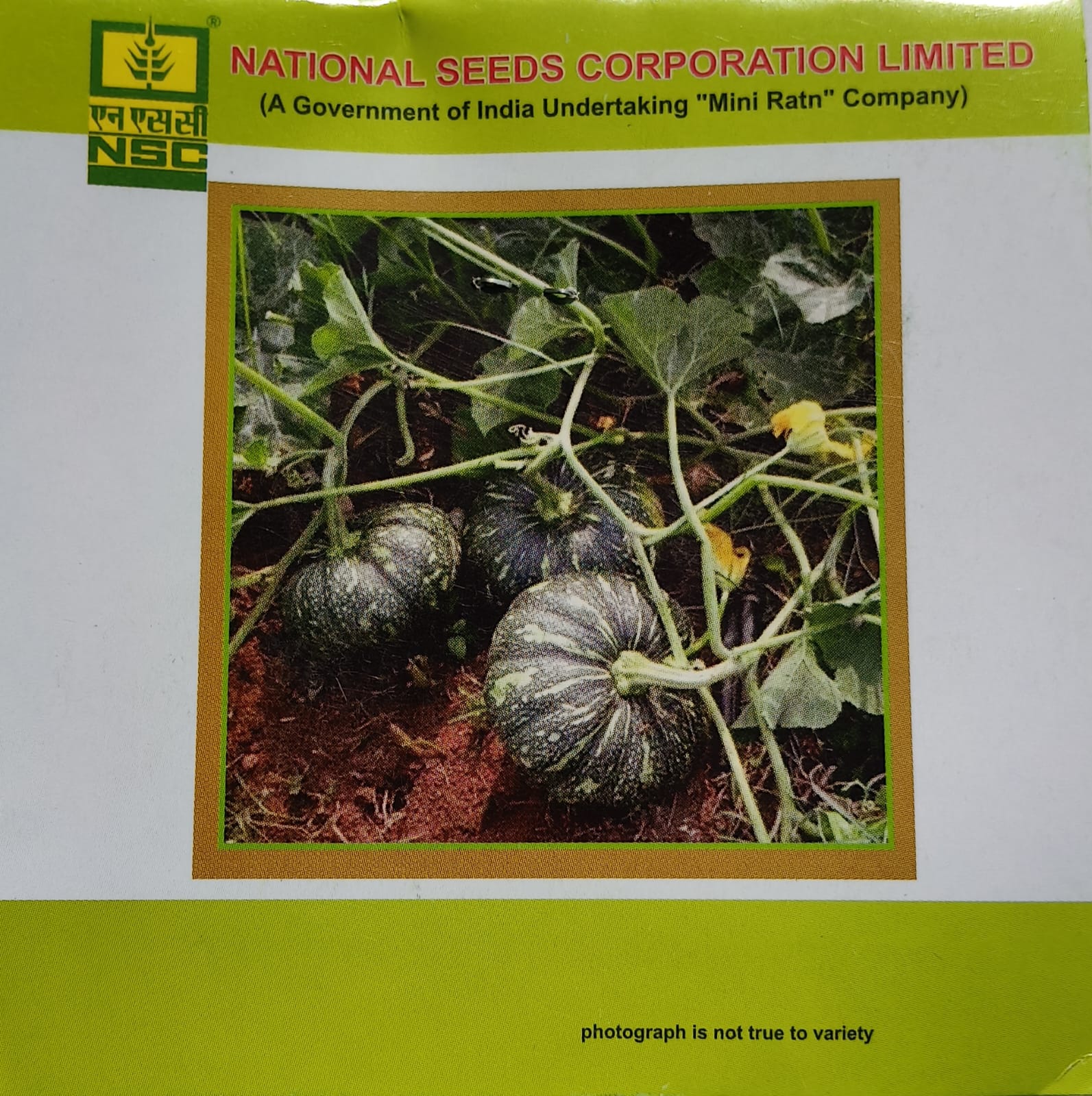 NSC Pumpkin Kashi Harit Seeds (TL Seeds)