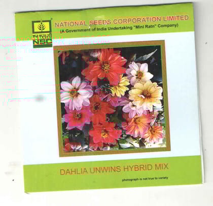 NSC DAHLIA UNWINS HYBRID MIX T/L