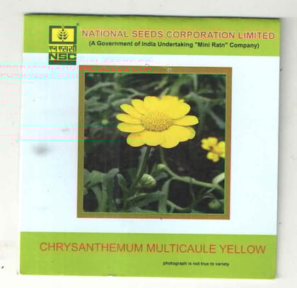 NSC CHRYSANTHEMUM MULTICAULE YELLOW