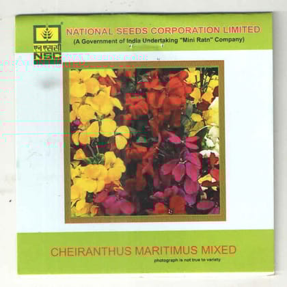 NSC CHEIRANTHUS MARITIMUS MIXED T/L