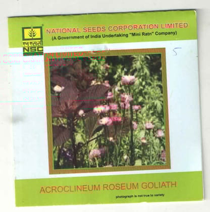 NSC ACROCLINEUM ROSEUM GOLIATH T/L