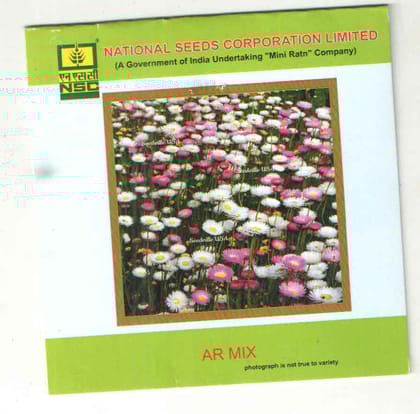  NSC Acroclinium Roseum Mixed flower T/L