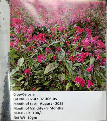 NSC CELOCIA 10 GM FLOWER PACK