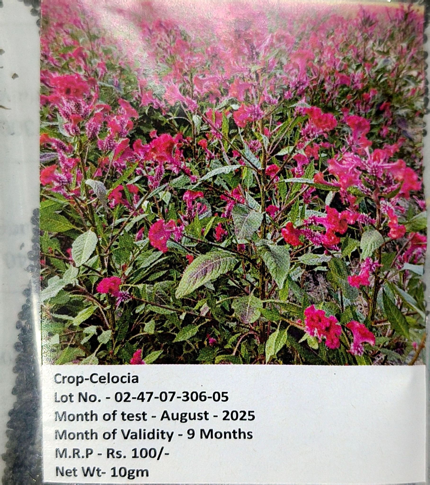 NSC CELOCIA 10 GM FLOWER PACK