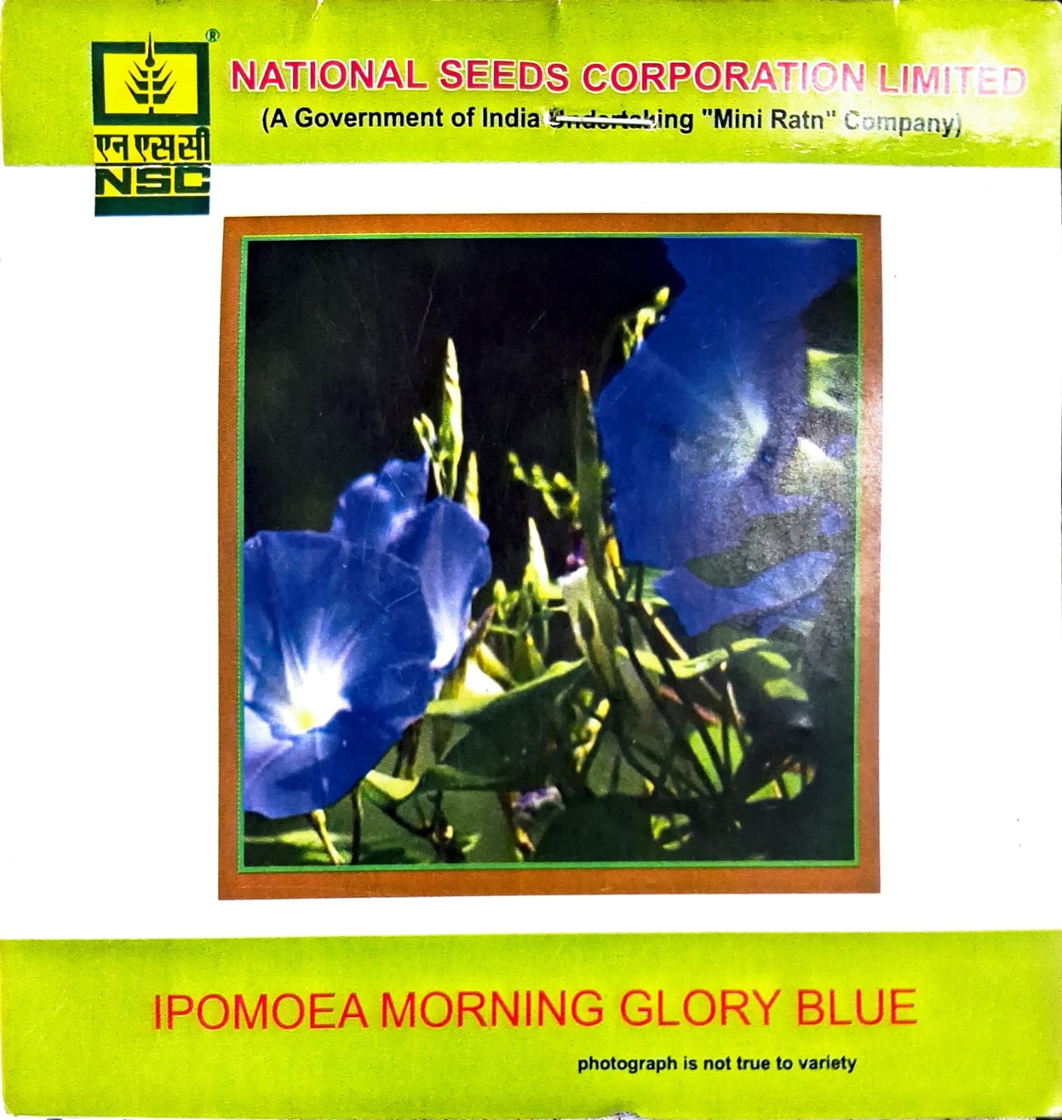 NSC FLOWER SEEDS- Ipomoea morning glory blue
