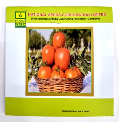 NSC Tomato Seeds – Kashi Aman Variety | High-Quality Treated Seeds | 5 gms Pouch