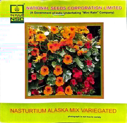 NSC FLOWER SEEDS NASTURTIUM ALASKA MIX VARIEGATED