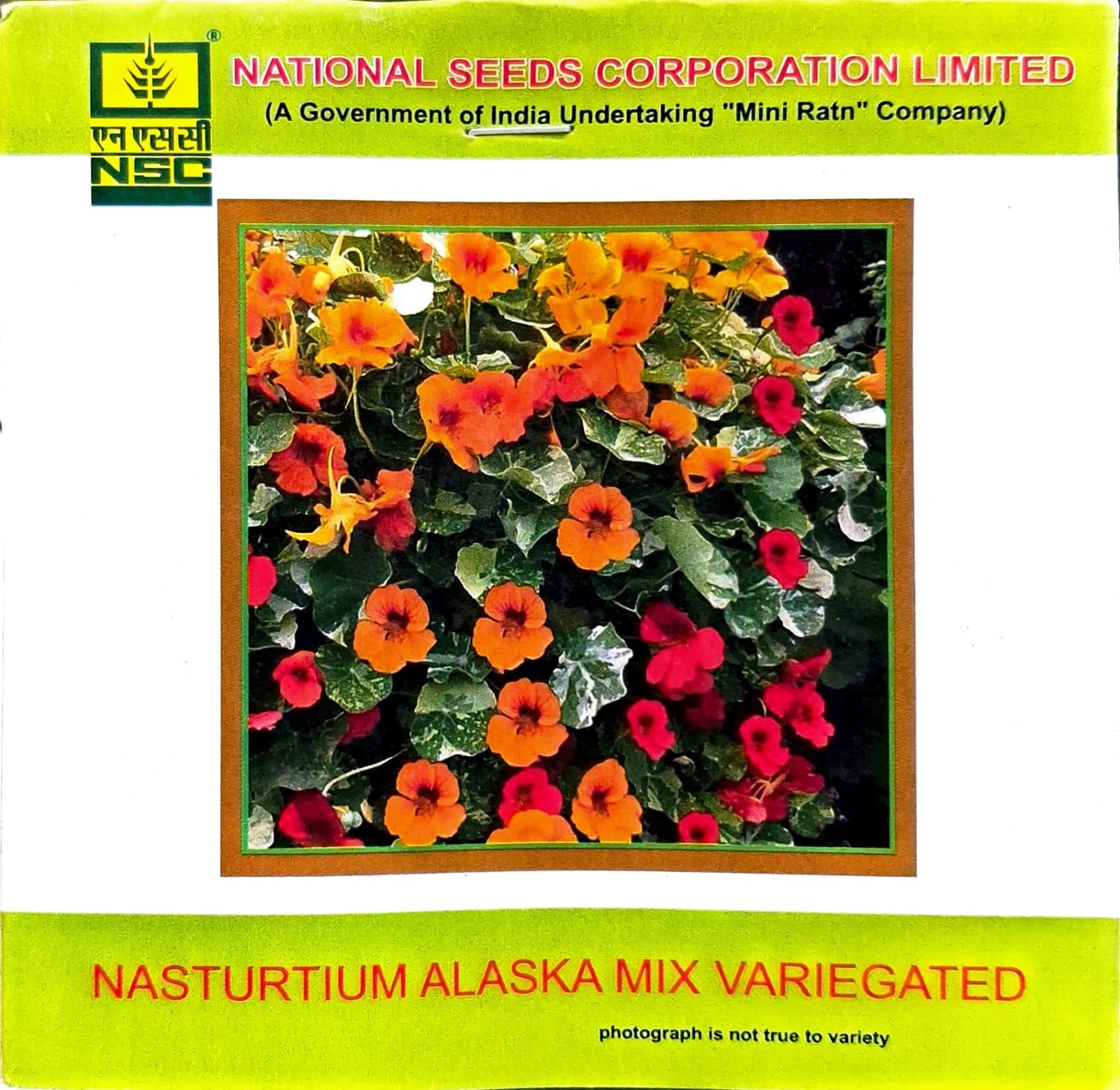 NSC FLOWER SEEDS NASTURTIUM ALASKA MIX VARIEGATED