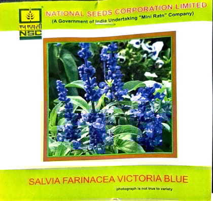 NSC Salvia Farinacea Victoria Blue Flower
