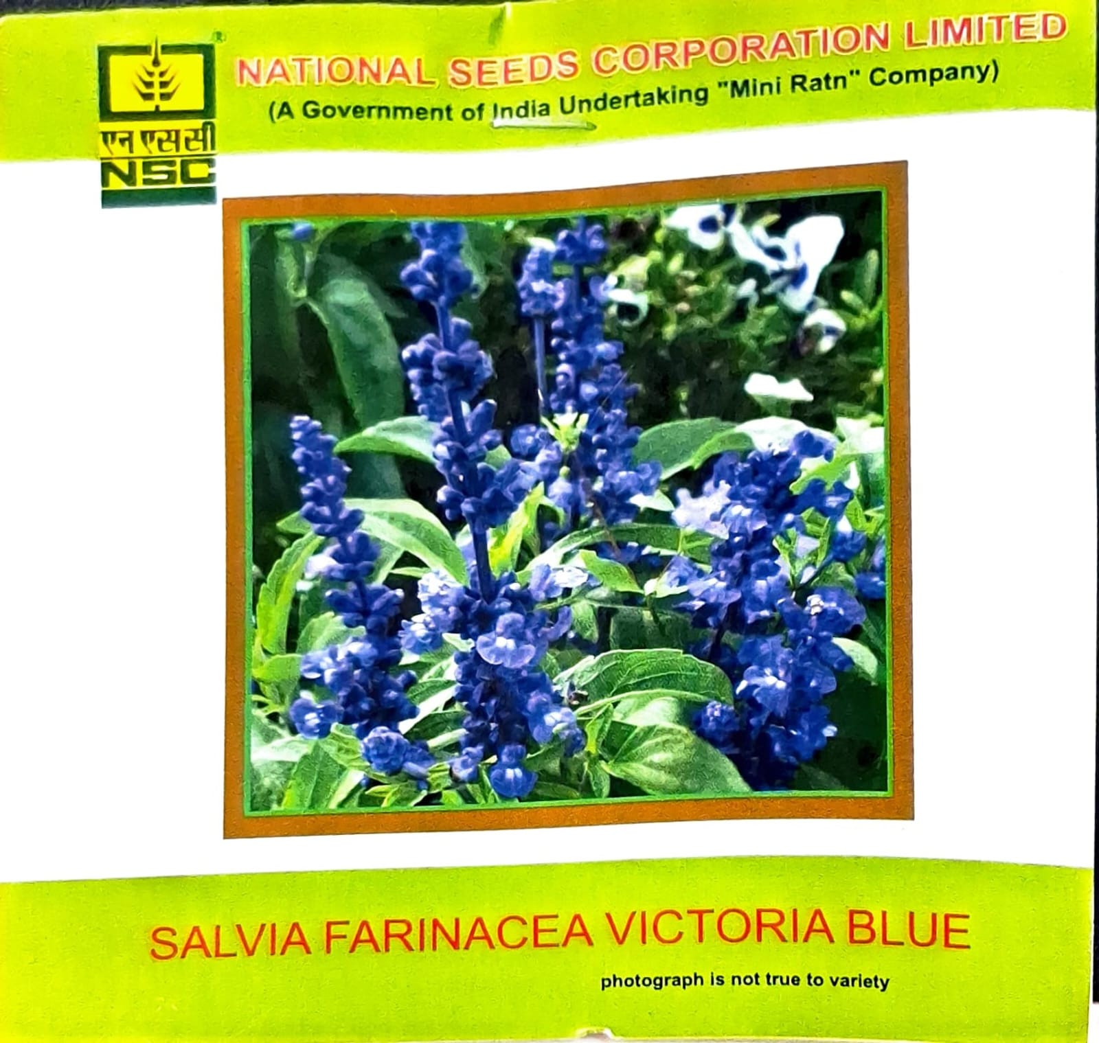 NSC Salvia Farinacea Victoria Blue Flower