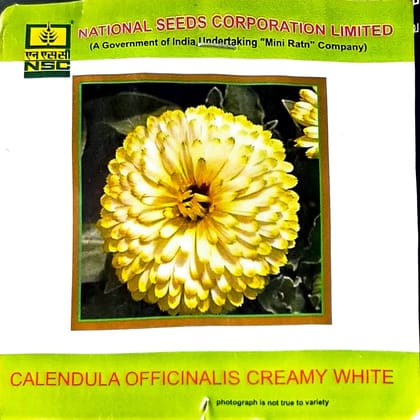 NSC Calendual Officinalis Creamy White Flower Seed