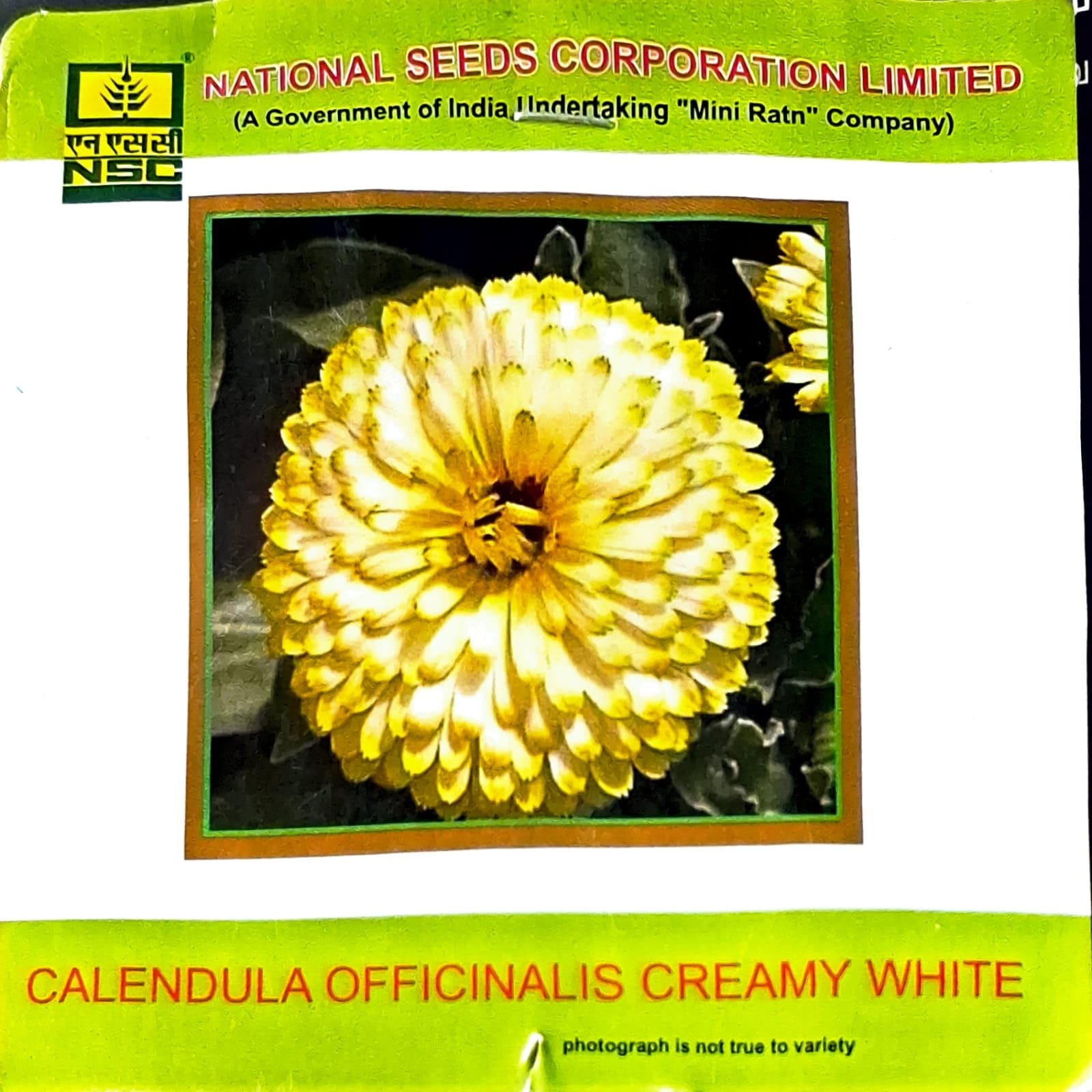 NSC Calendual Officinalis Creamy White Flower Seed