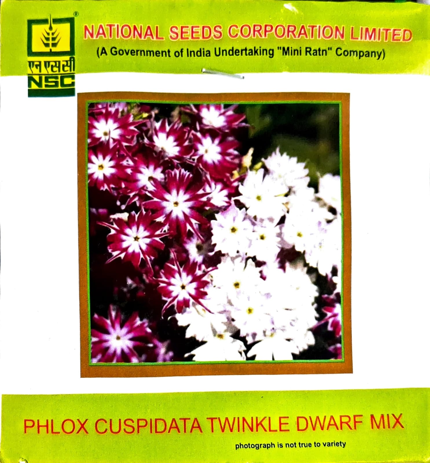  NSC Phlox Cuspidata Twinkle Dwarf Mixed Flower Seed