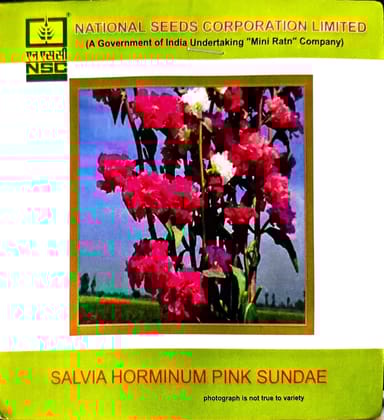 NSC Salvia Horminum Pink Sundae Flower Seed