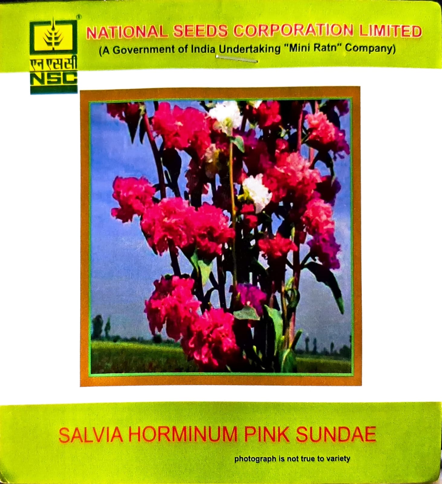 NSC Salvia Horminum Pink Sundae Flower Seed