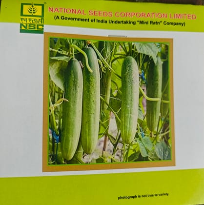 CUCUMBER KASHI NUTAN