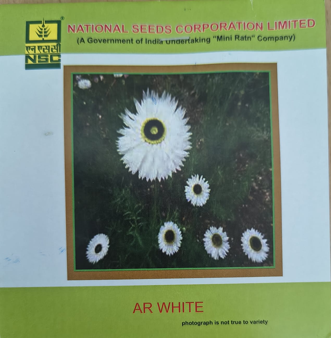 NSC Acroclinium Roseum White Flower Seed,3gm 