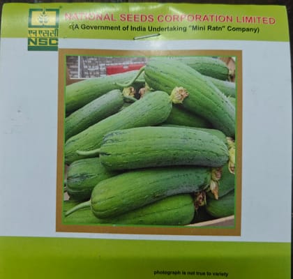 SPONGE GOURD KASHI SHREYA