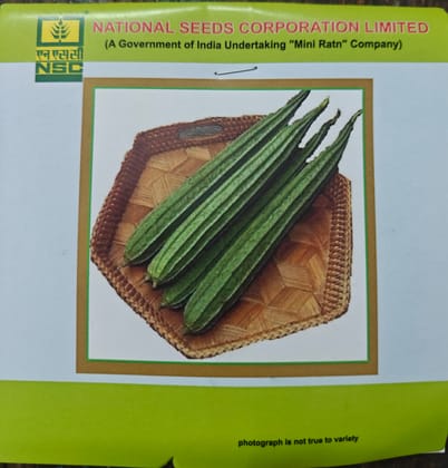 NSC RIDGEGOURD KASHI NANDA