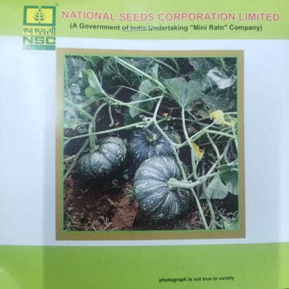 NSC Pumpkin KASHI Harit Variety, 5g Truthful Labelled Seed