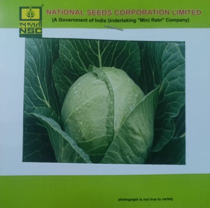 NSC Cabbage, Golden Acre Vegetable, 5 Gram Truthfully Labelled Seed Pouch