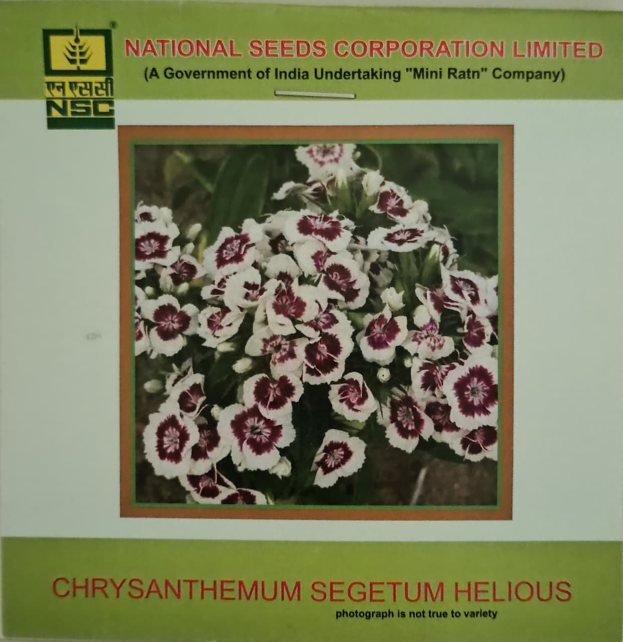 chrysanthemum segetum helious