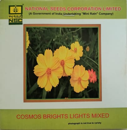 Cosmos brights Lights Mixed