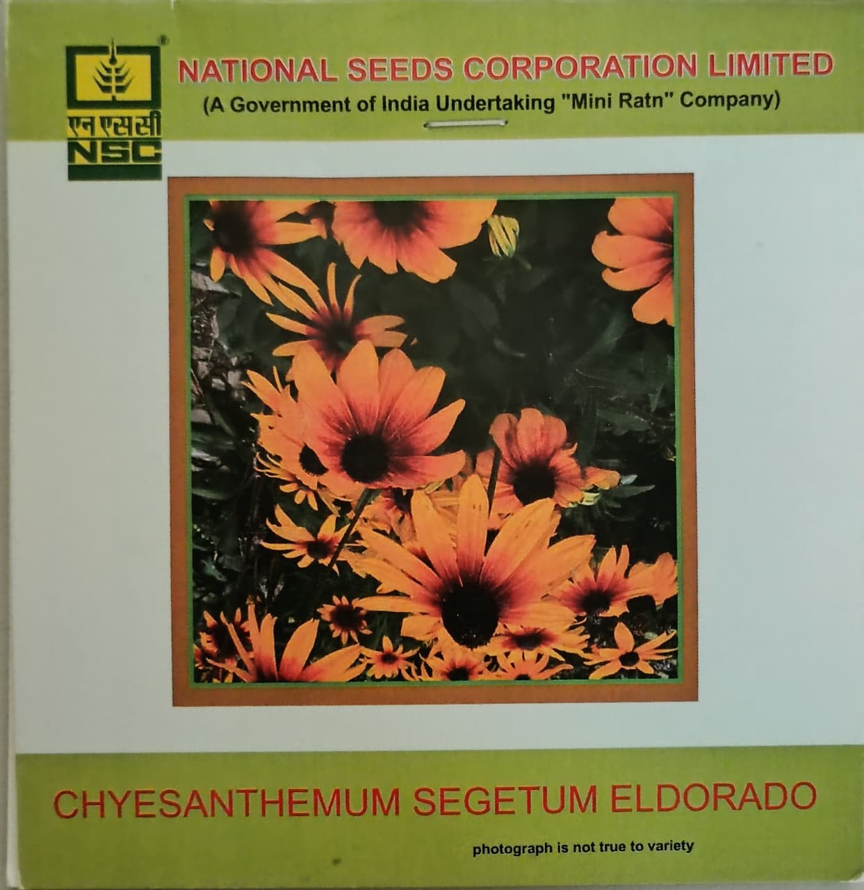 chyesanthemum Segetum Eldorado